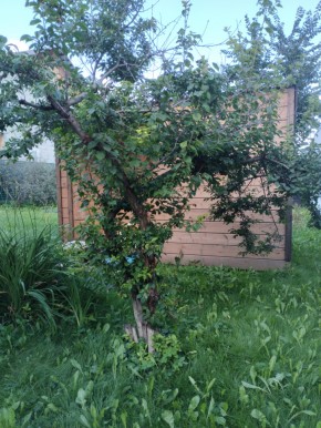 Коллективный сад номер 7, участок 58 в Сочи - sochi.yutvil.ru - фото 28 Коллективный сад номер 7, участок 58 в Сочи - sochi.yutvil.ru - фото 28